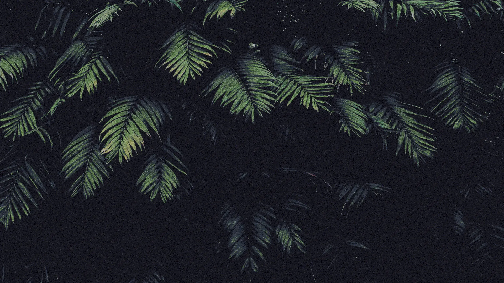dark_green_palm_leaves.jpg