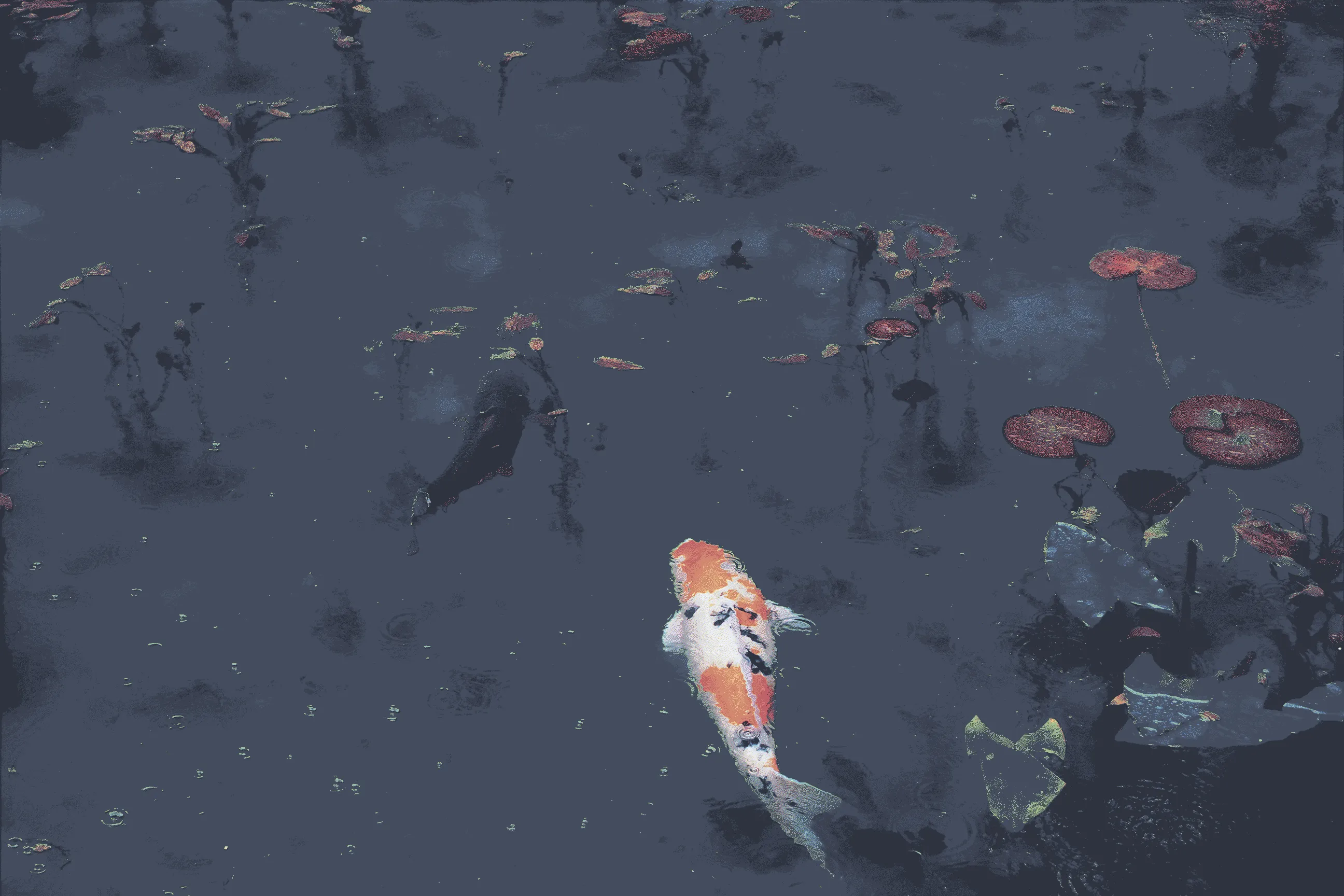 koi_fish_swimming_in_pond.jpg