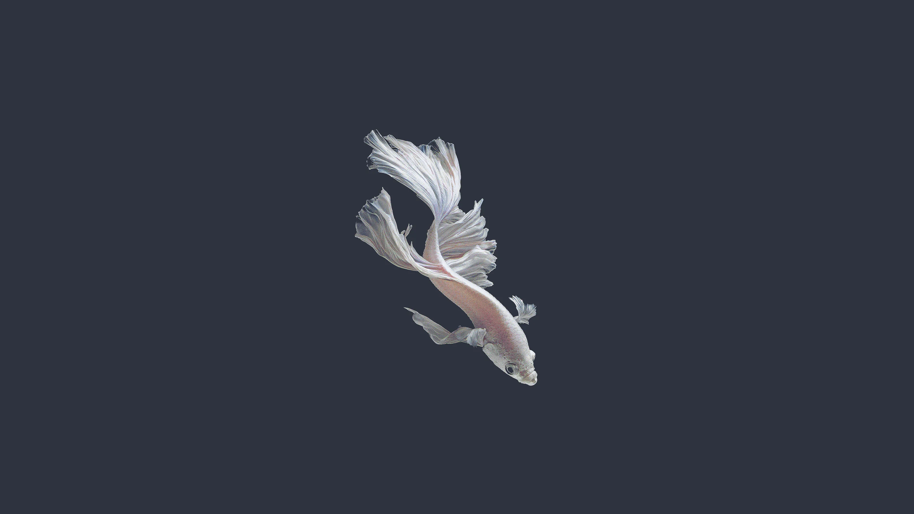 white_betta_fish_swimming.jpg