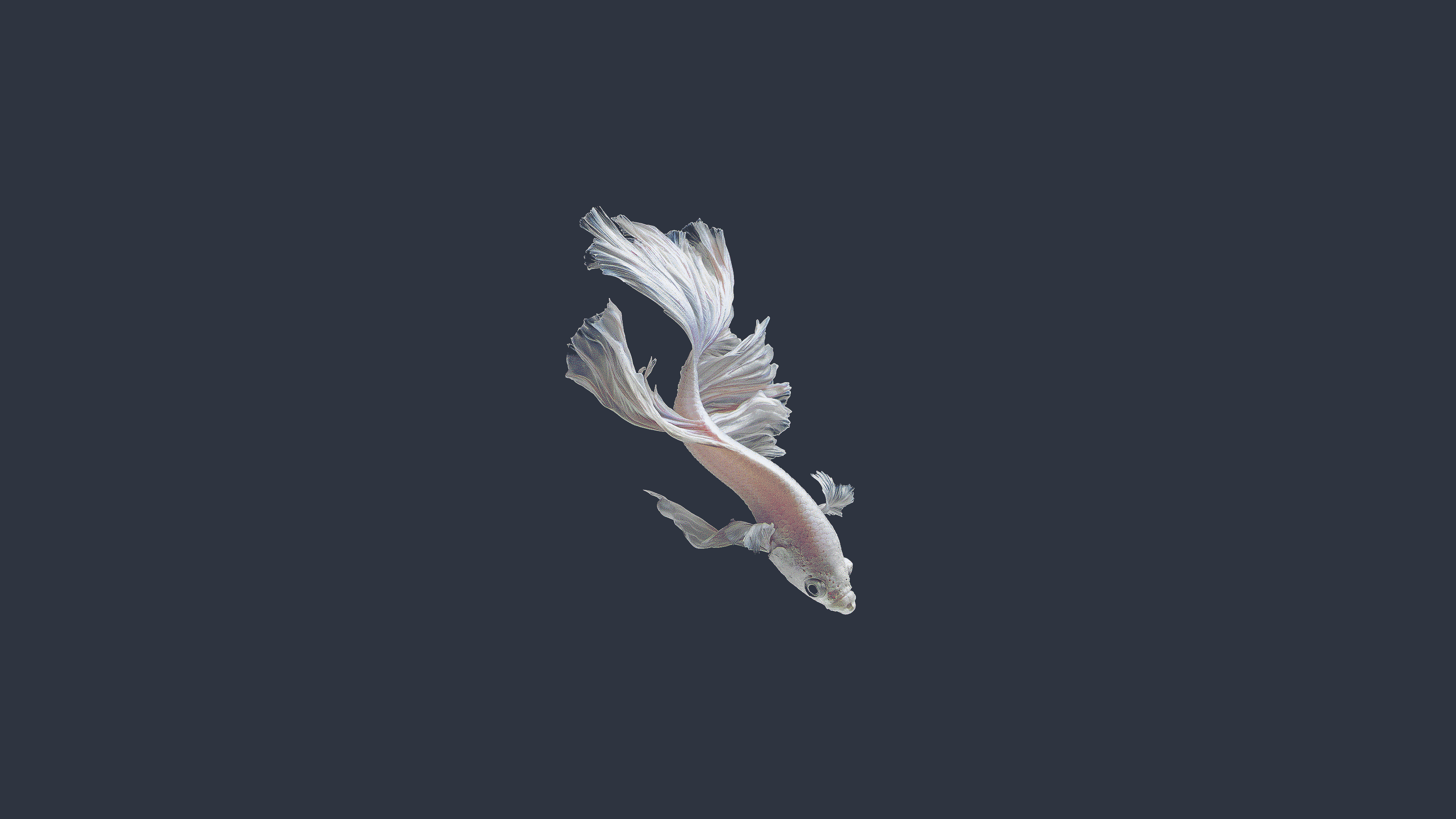a_fish_with_long_tail.Dpirgiz9.png